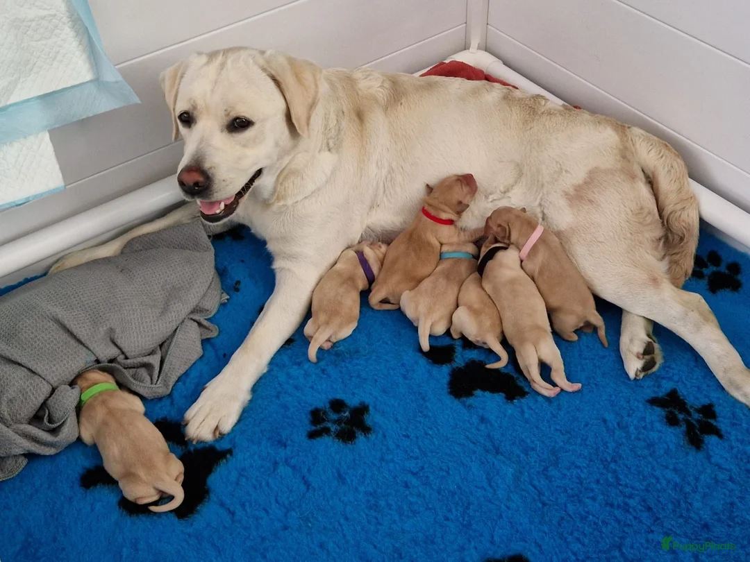 Goldador honden te koop: Prachtige Goldador pups - Advertentie 2