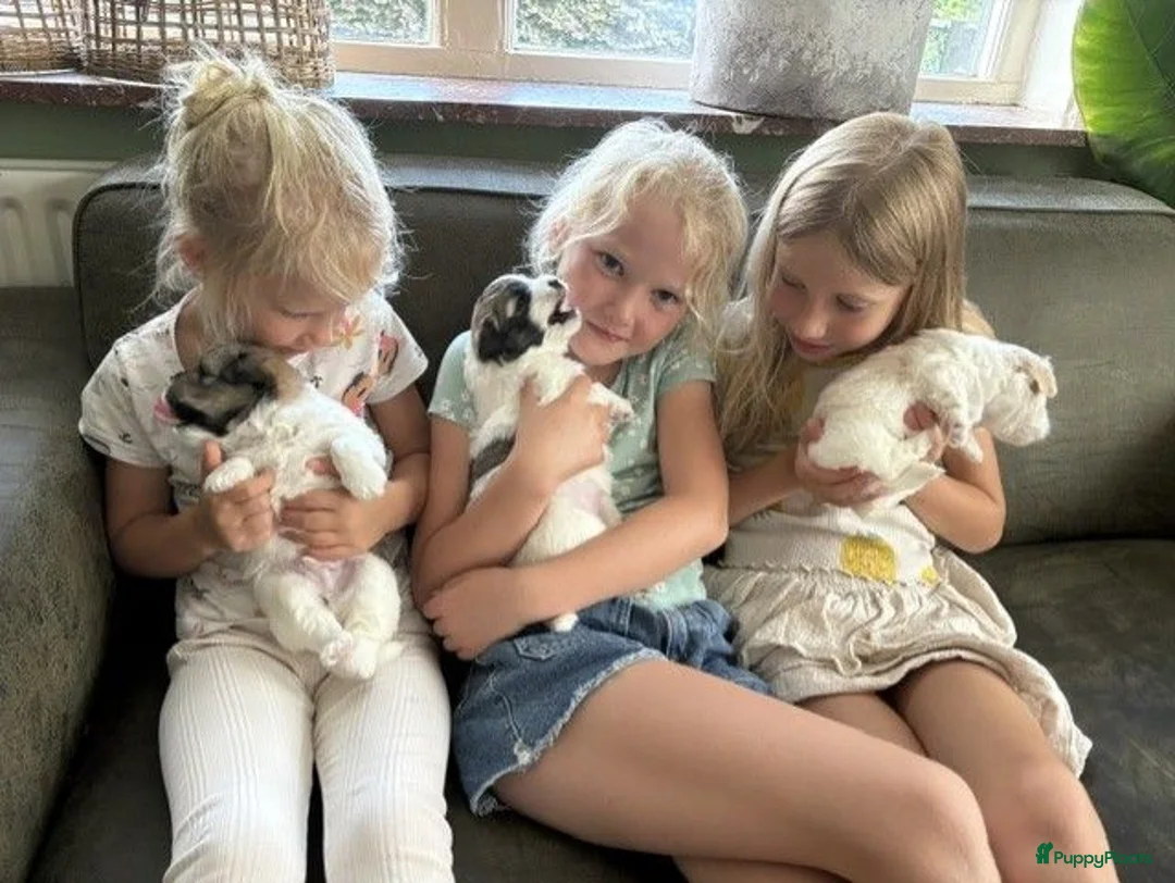 Coton De Tuléar honden te koop: Coton de Tuléar reutje beschikbaar - Advertentie 2