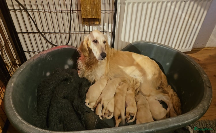 Flatcoated Retriever honden Te koop prachtige Gele Flatcoated Retriever Pups  - Advertentie 1