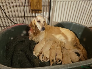 Flatcoated Retriever honden Te koop prachtige Gele Flatcoated Retriever Pups - Advertentie 12