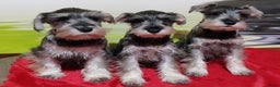 Dwergschnauzer honden te koop: Dwergschnauzer pups - Advertentie 7
