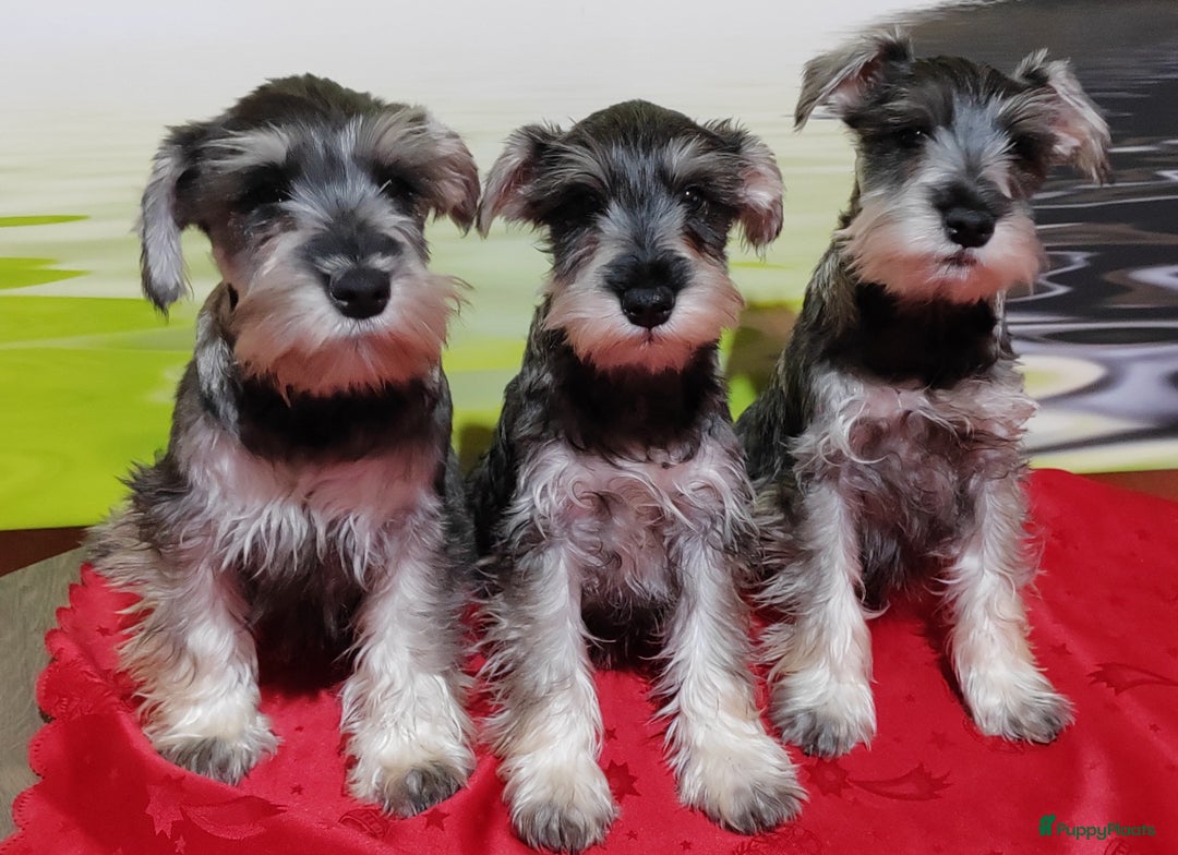 Dwergschnauzer honden te koop: Dwergschnauzer pups - Advertentie 7