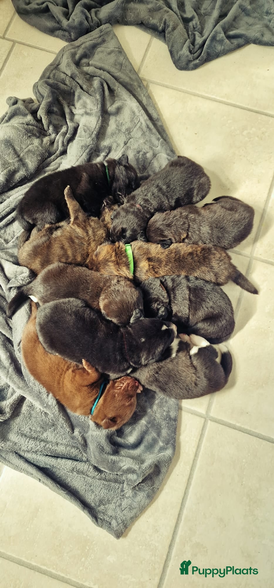 Kruising honden Labrador weimaraner/Labrador herder pups - Advertentie 1