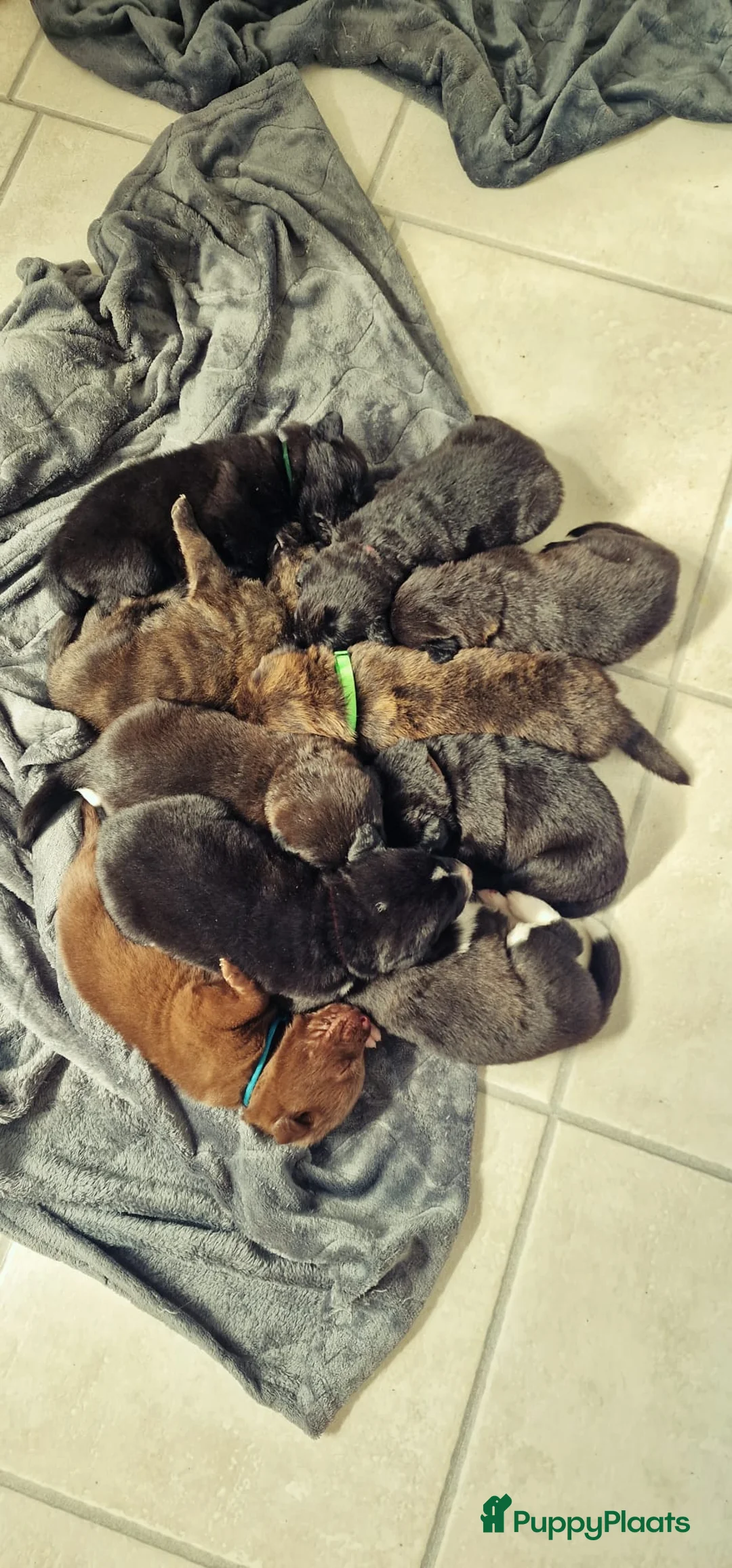 Kruising honden te koop: Labrador weimaraner/Labrador herder pups - Advertentie 1