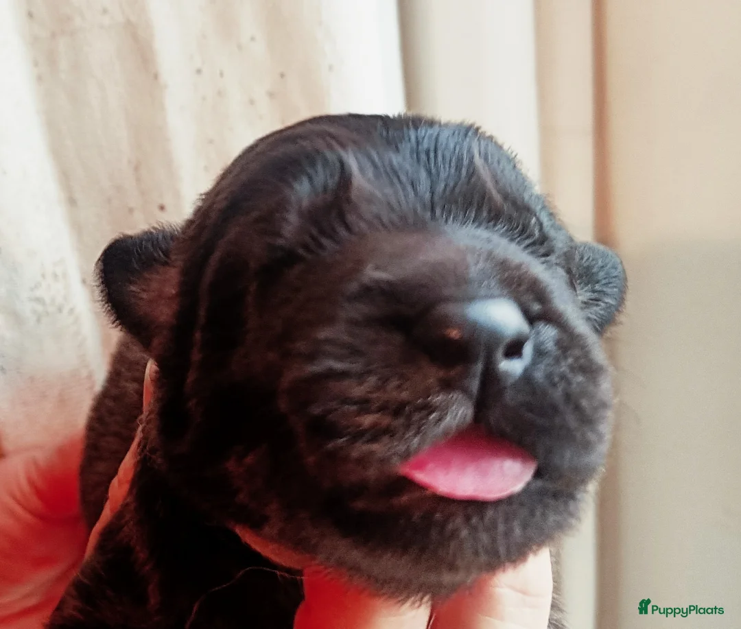 Leonberger honden te koop: Leonberger pups voor de echte liefhebber - Advertentie 4