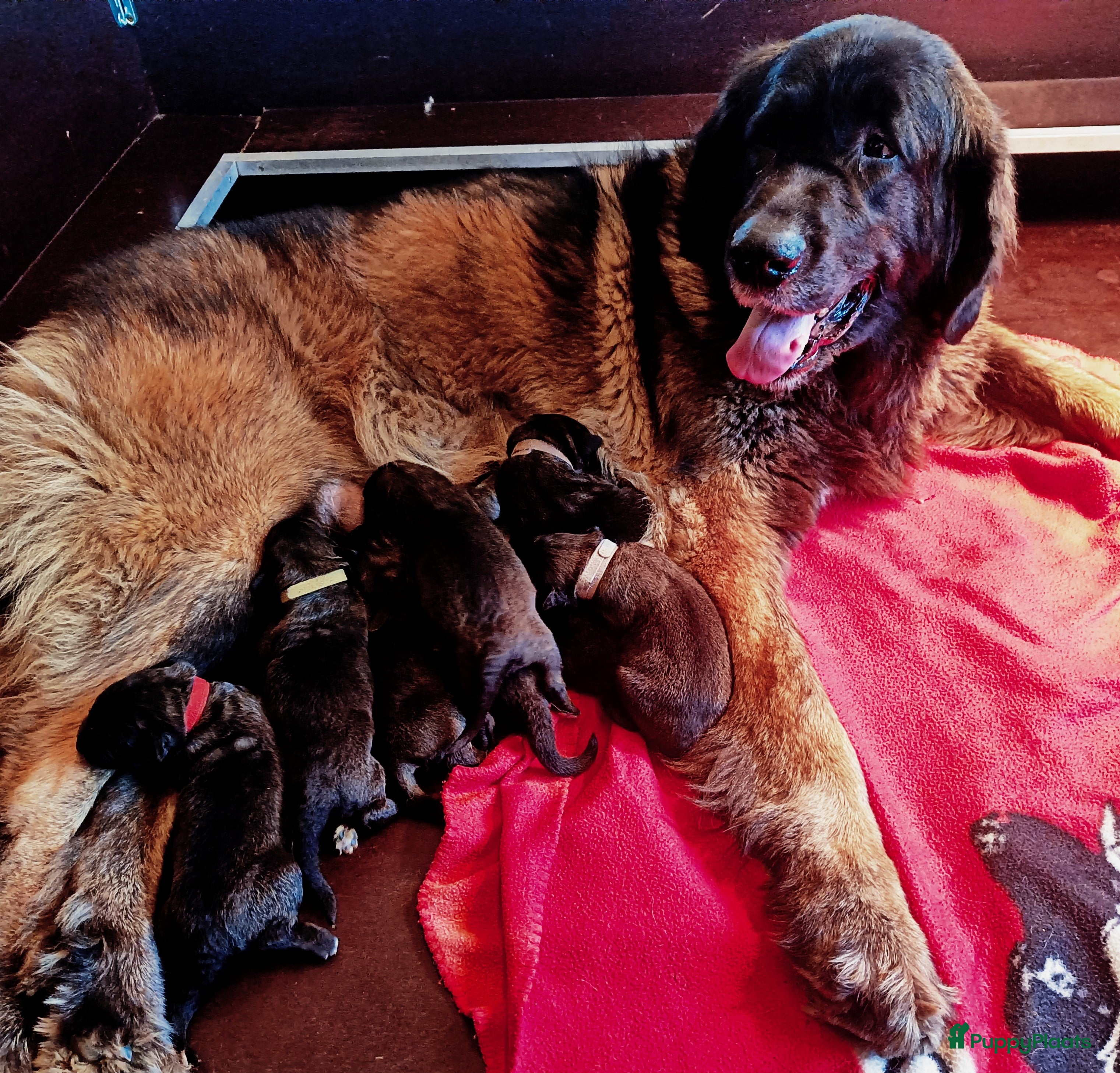 Leonberger honden Leonberger pups voor de echte liefhebber - Advertentie 1