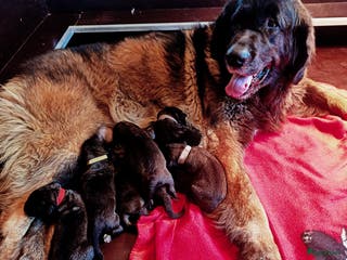 Leonberger honden Leonberger pups voor de echte liefhebber - Advertentie 11