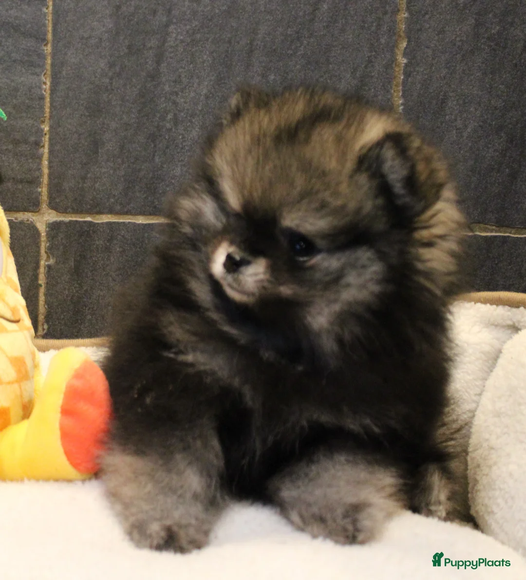 Pomeriaan honden te koop: Pomeriaan pups - Advertentie 23