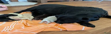 Zwarte teef