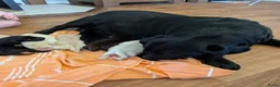 Labrador Retriever honden te koop: Raszuivere stamboom labrador retriever pups - Advertentie 6