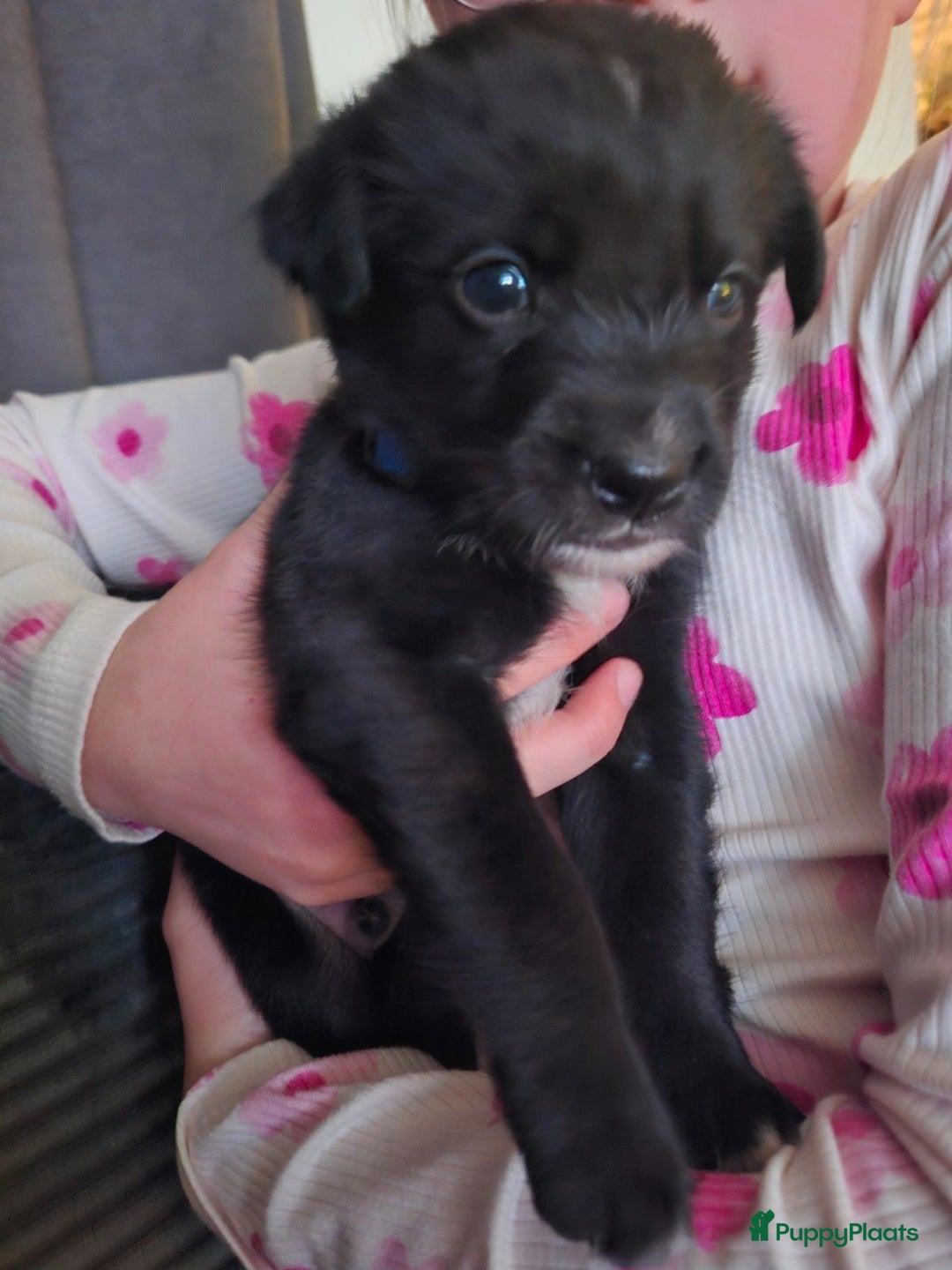 Kruising honden te koop: Boulab pups - Advertentie 7