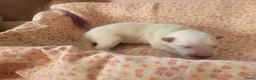 Zwitserse Witte Herdershond honden te koop: 6 prachtige Zwitserse Witte Herder pups te koop  - Advertentie 4
