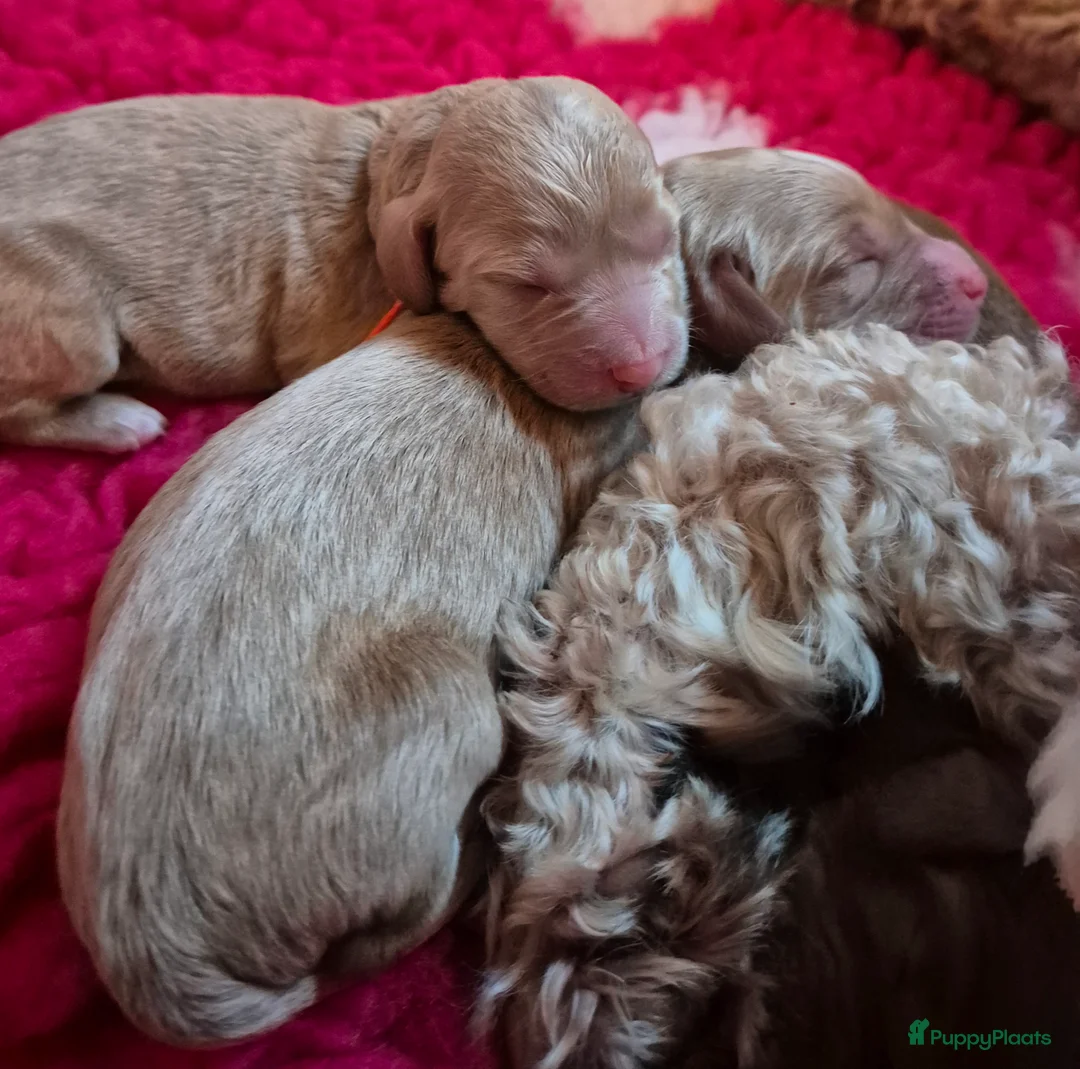 Labradoodle honden te koop: Lieve labradoodles  - Advertentie 5