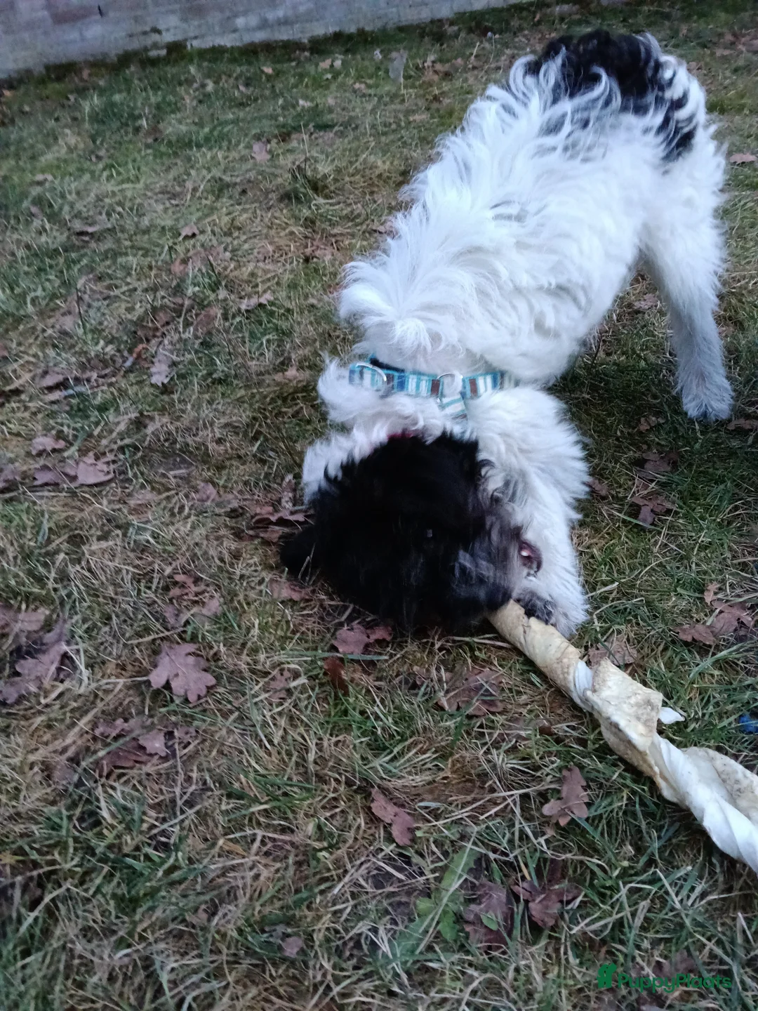 Kruising honden te koop: Maltipoo pup - Advertentie 7
