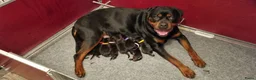 Rottweiler honden te koop: Nog 5 Rottweiler pups uit de volgende combinatie: - Advertentie 16