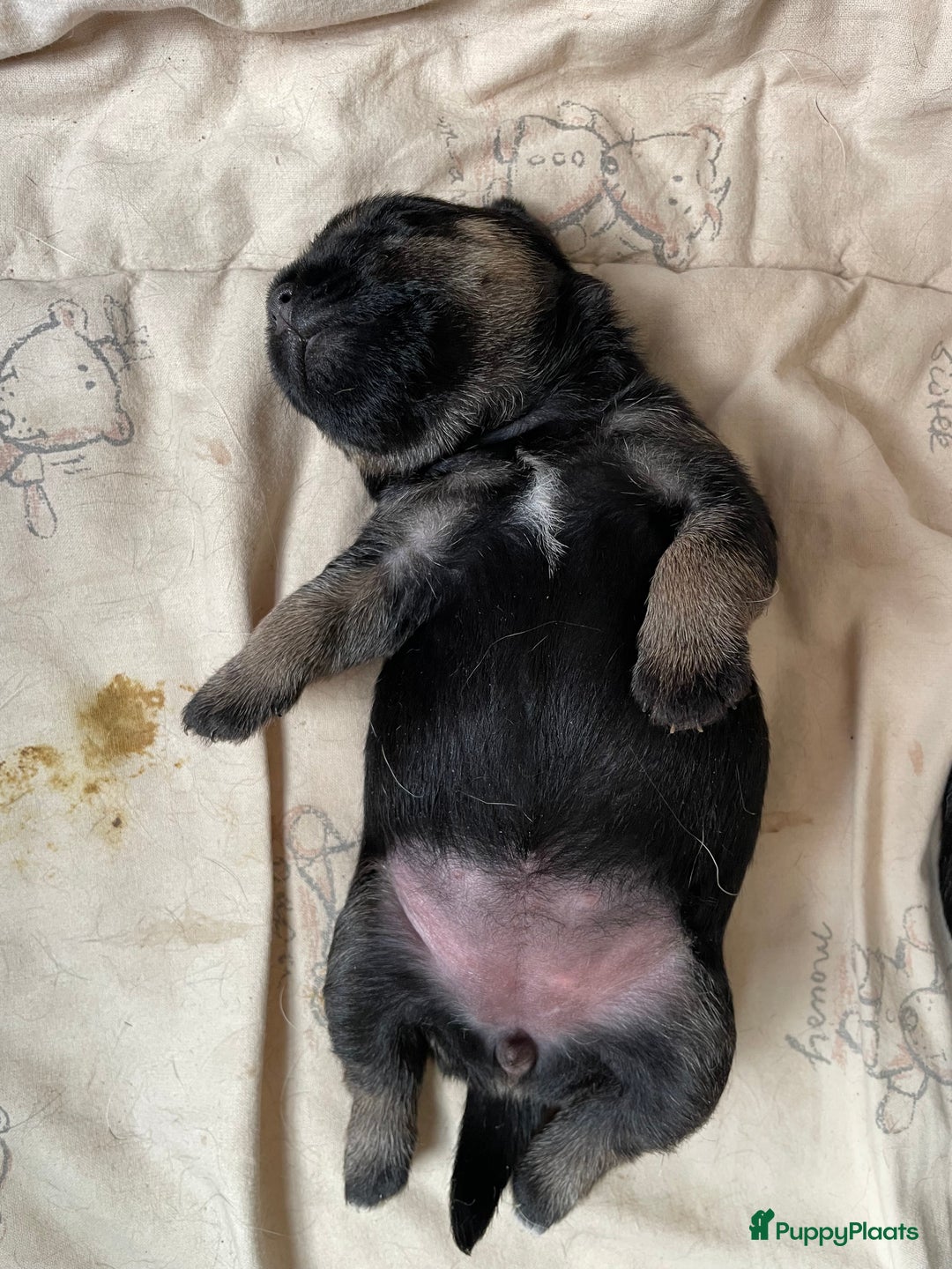 Border Terriër honden te koop: Border Terriër pups te koop - Afbeelding 6