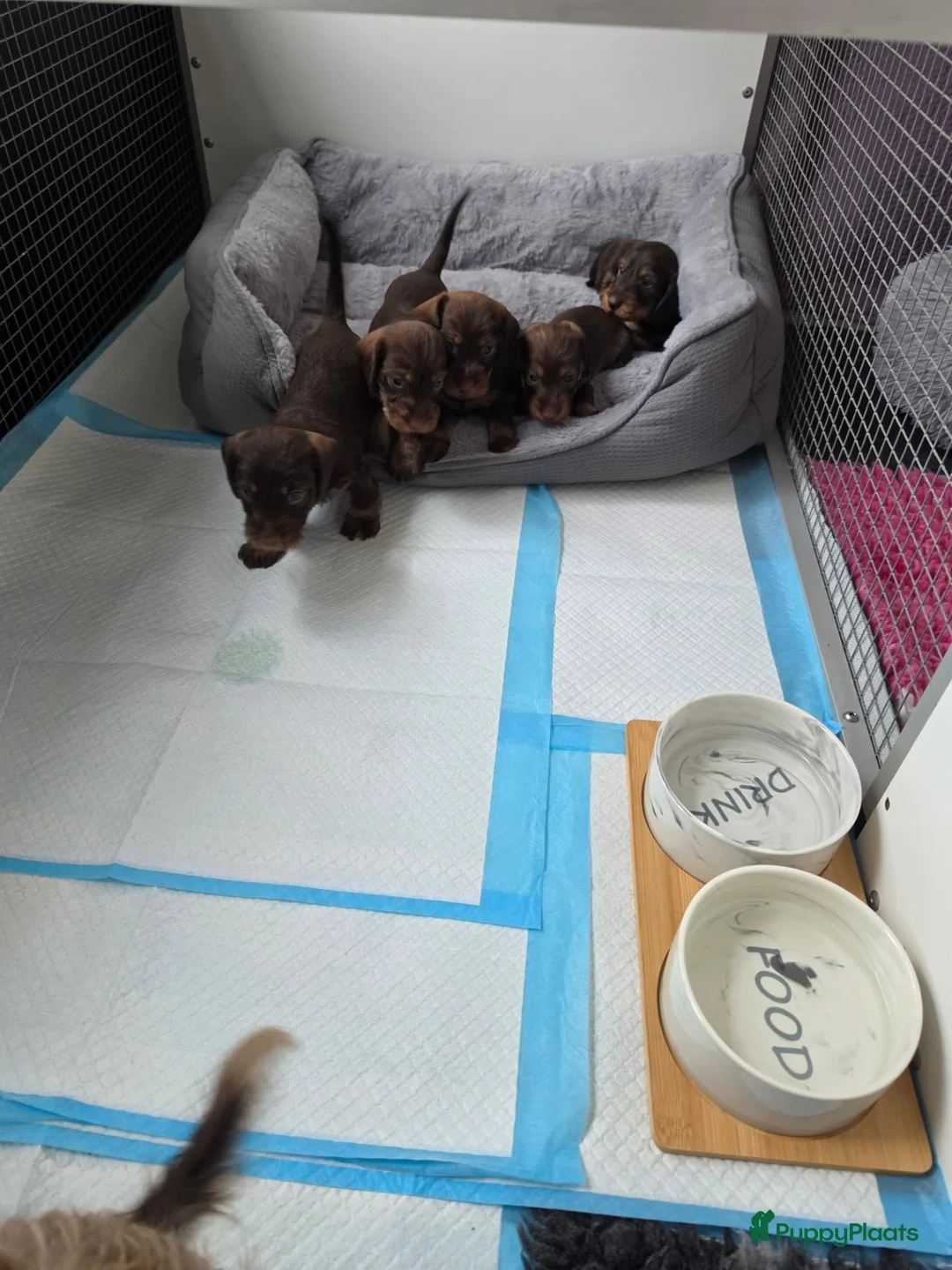 Ruwhaar Teckel honden te koop: Prachtig ruwharig chocotan speels en vrij reutje  - Advertentie 6