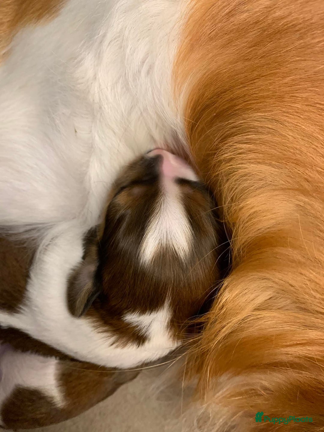 Kooikerhondje honden te koop: Schitterende kooikerhondje pups  - Advertentie 12