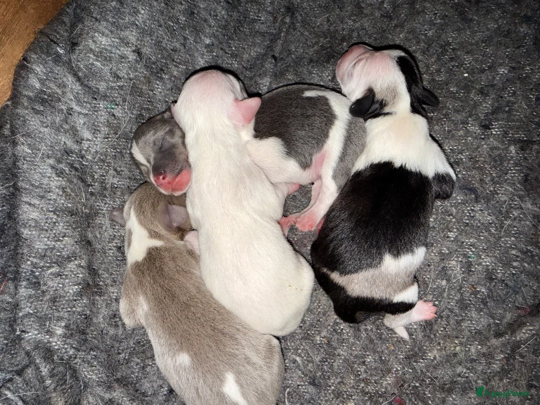 Kruising honden te koop: Lieve mannelijke Jack Russel/teckel pup  - Advertentie 2