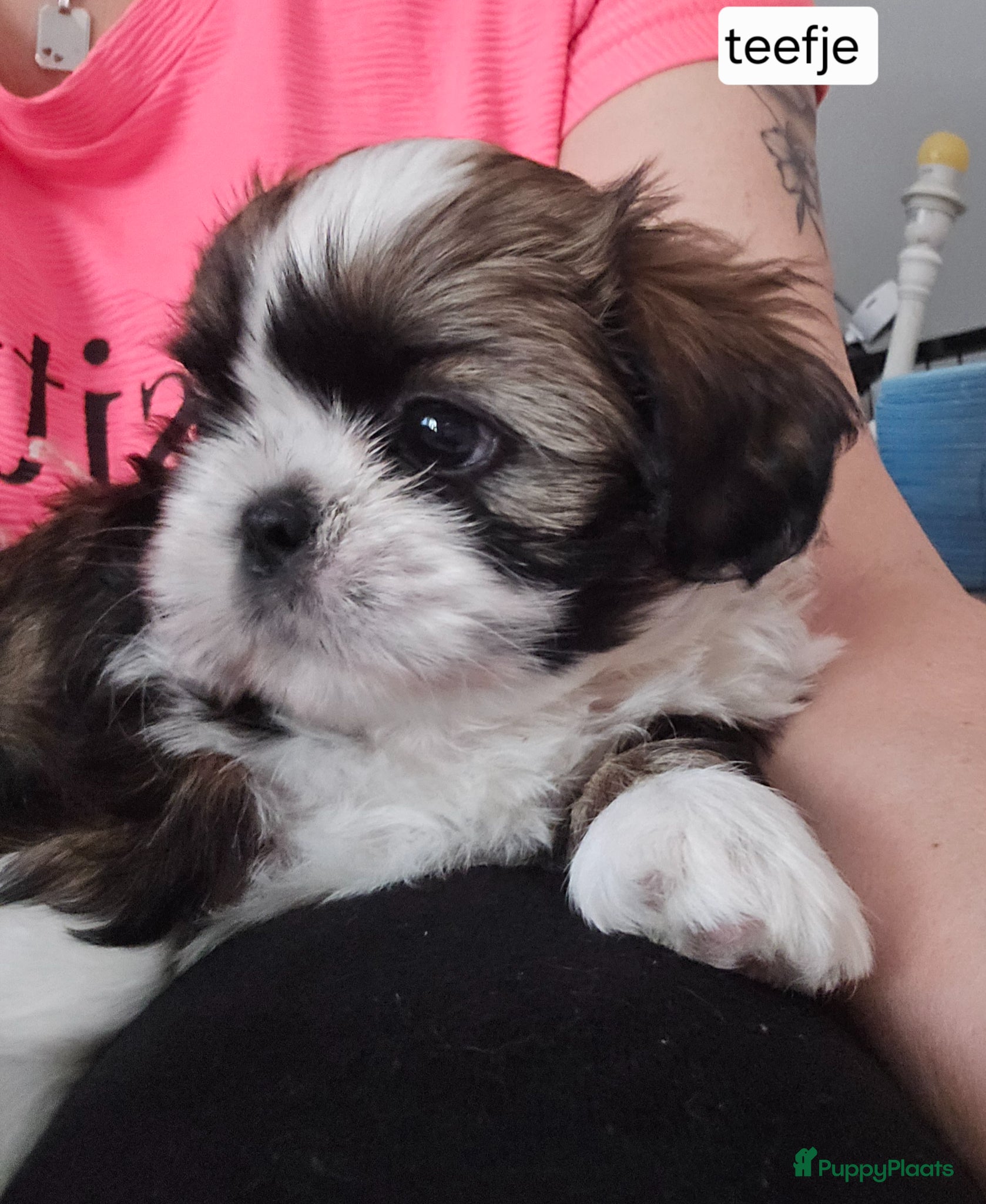 Shih Tzu honden Beschikbaar 4 raszuivere shih-tzu pups  - Advertentie 2