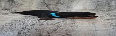 Australische Silky Terriër 1