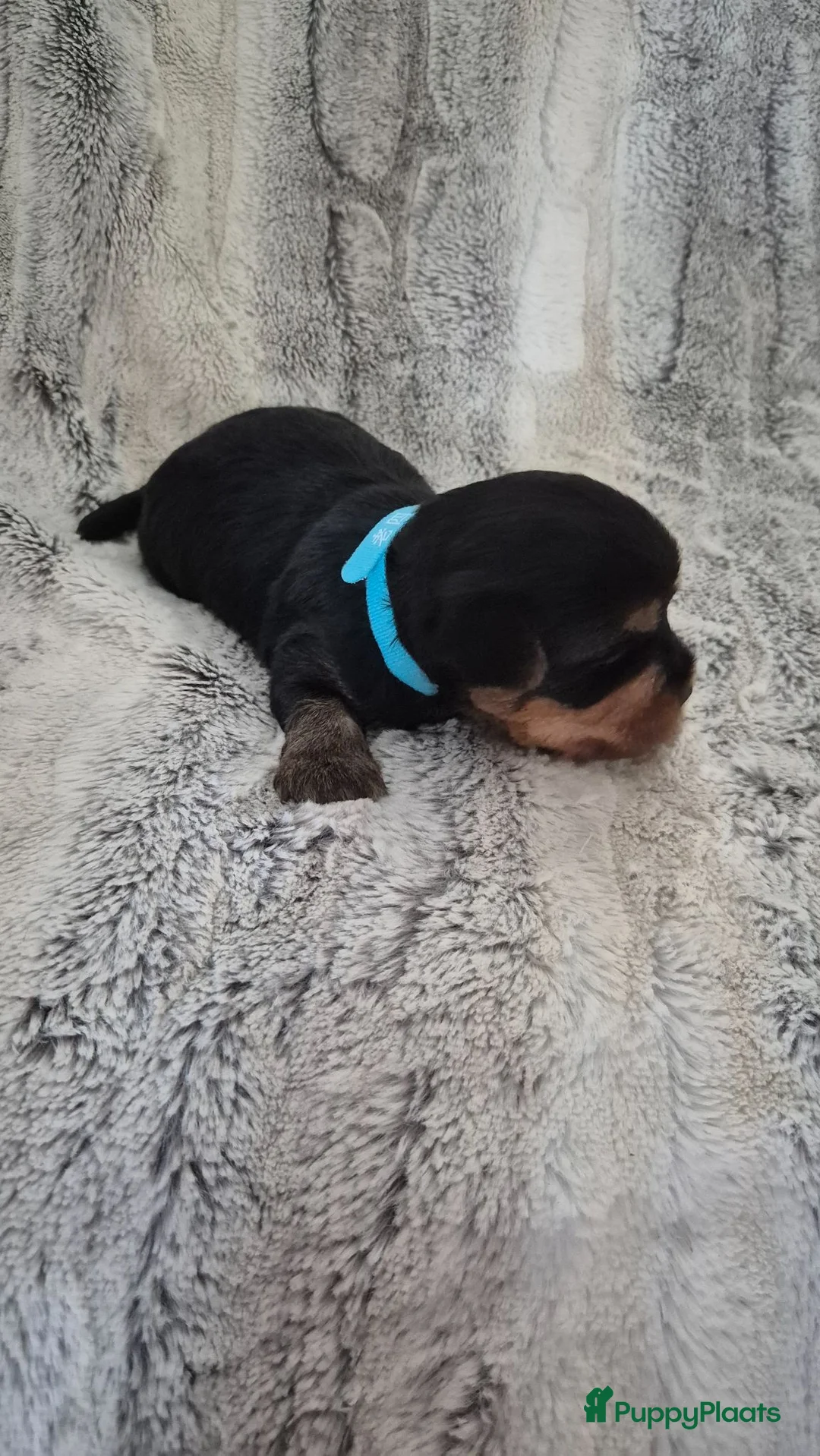Australische Silky Terriër honden te koop: Australian silky terrier ( yorky look alike) pups - Advertentie 2