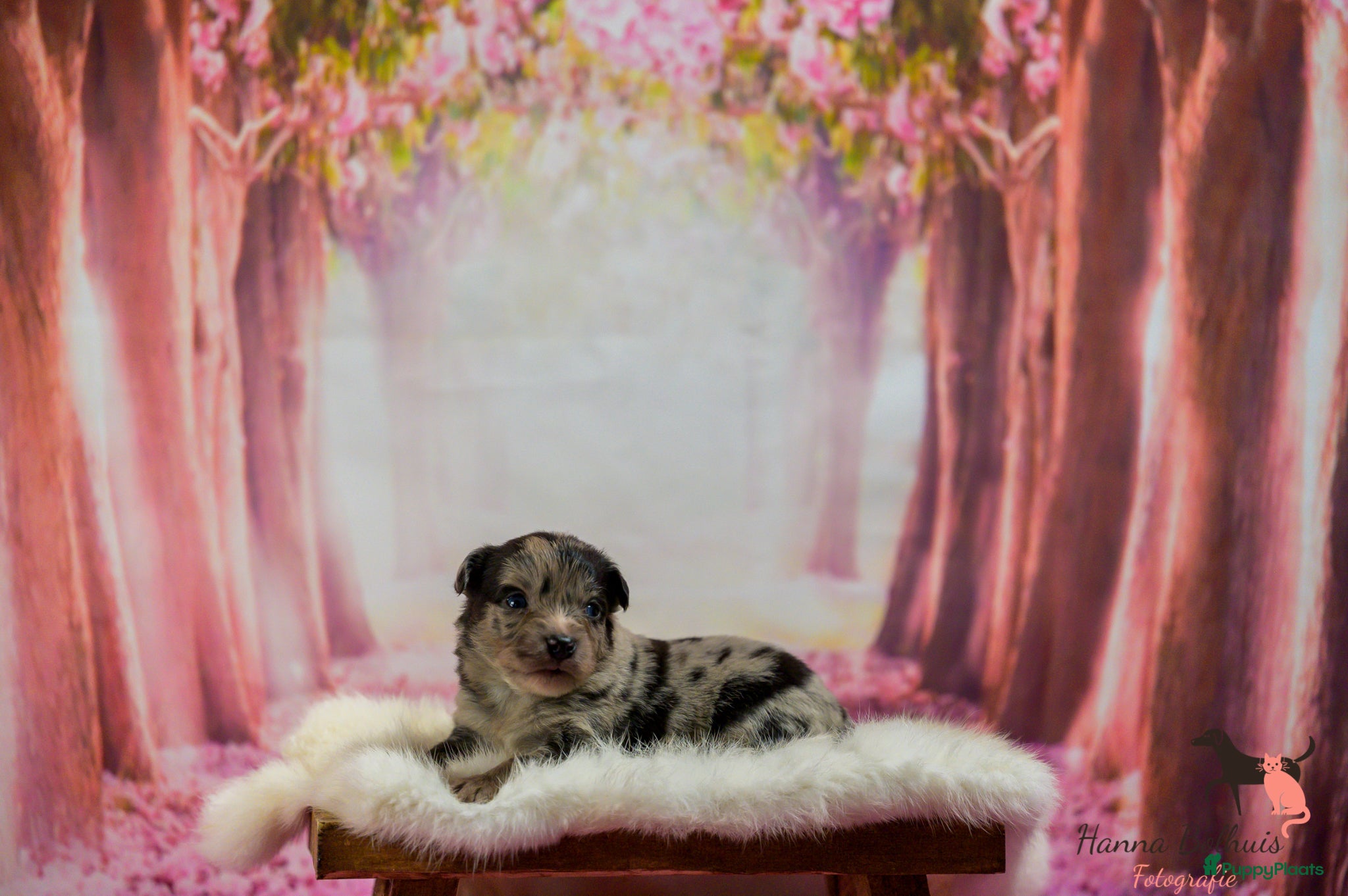 Australian Shepherd honden te koop: Mini Australian Shepherd pups - Advertentie 10