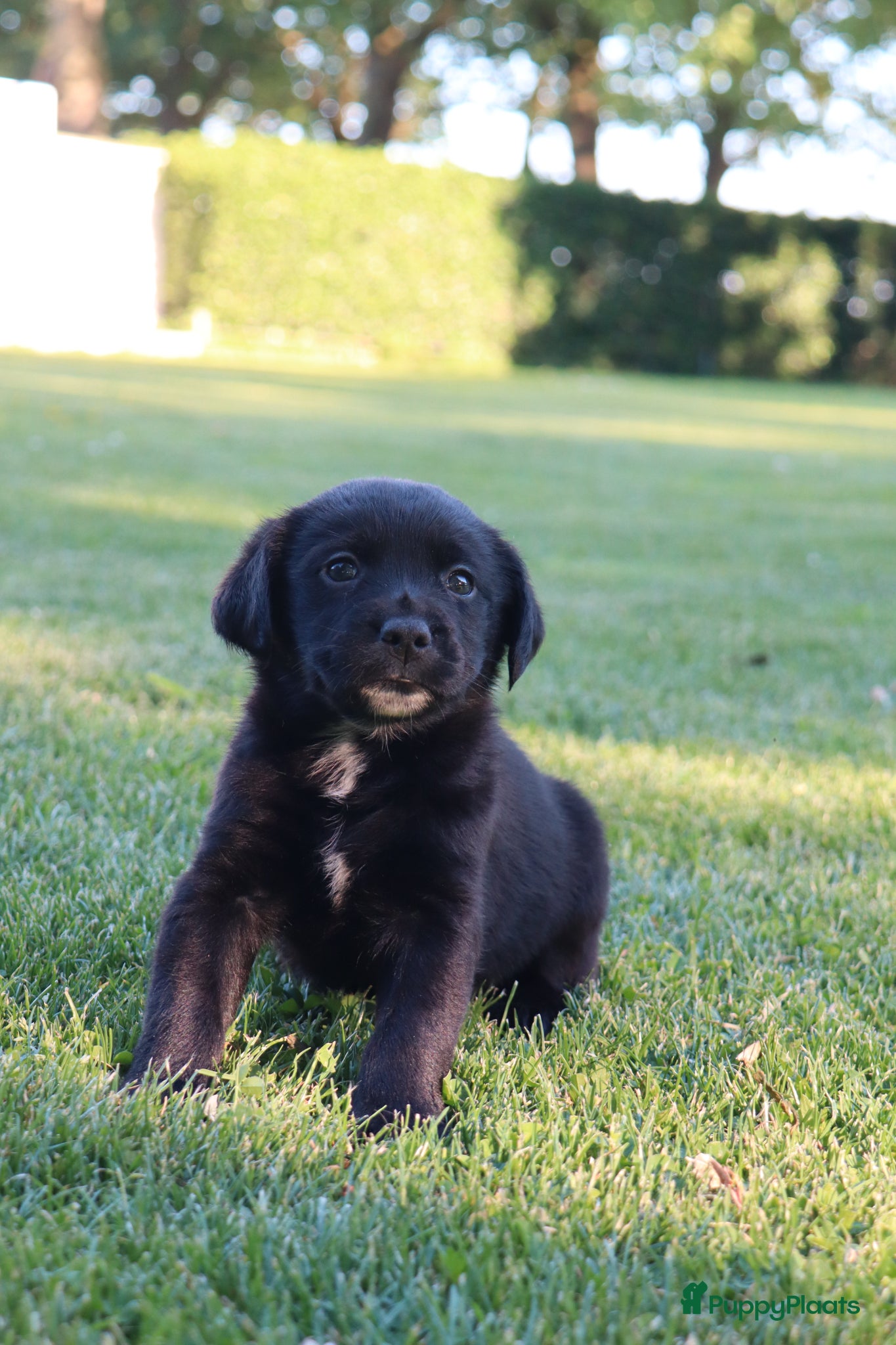Kruising honden te koop: Prachtige labradorpups kruising  in Someren - Advertentie 5