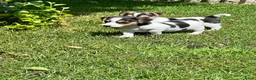 Jack Russel Terriër honden te koop: Jack Russell pups - Advertentie 4