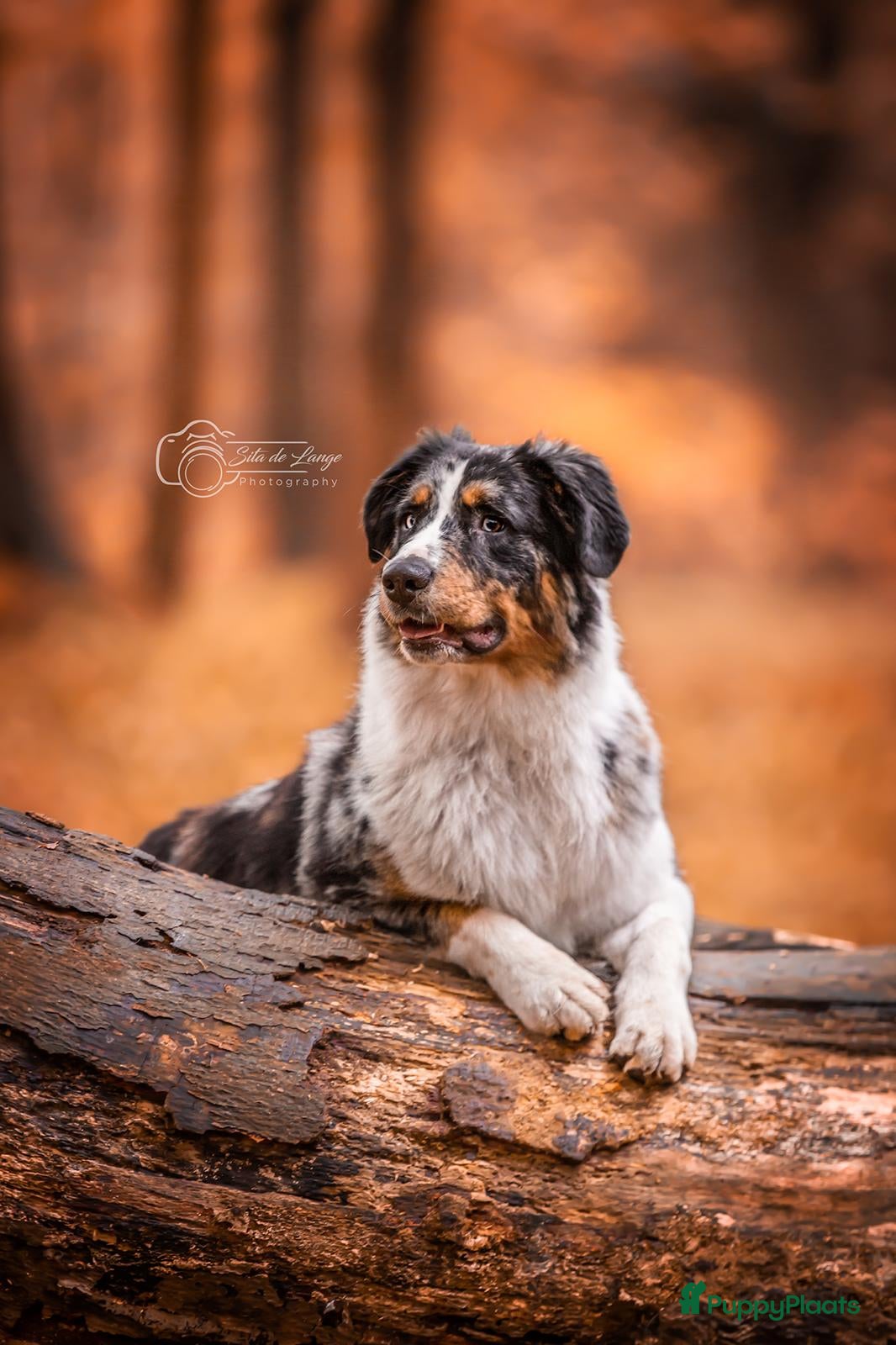 Australian Shepherd honden Ervaren Dekreu Aangeboden - australian shepherd - Advertentie 1
