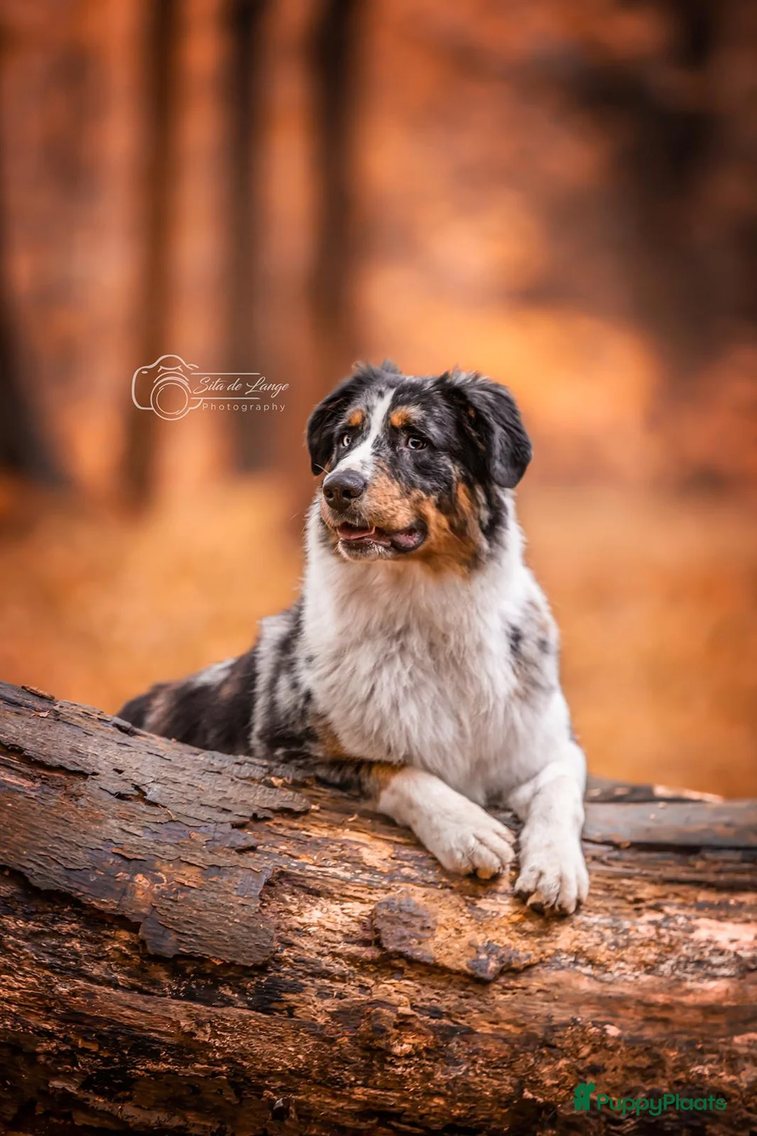 Australian Shepherd honden ter dekking: Ervaren Dekreu Aangeboden - australian shepherd - Advertentie 1