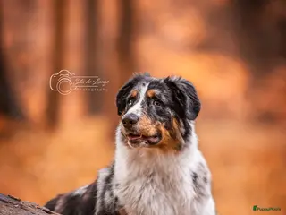 Australian Shepherd honden Ervaren Dekreu Aangeboden - australian shepherd - Advertentie 1