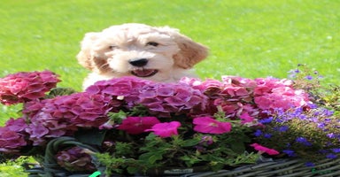Barbet honden - Advertentie 2