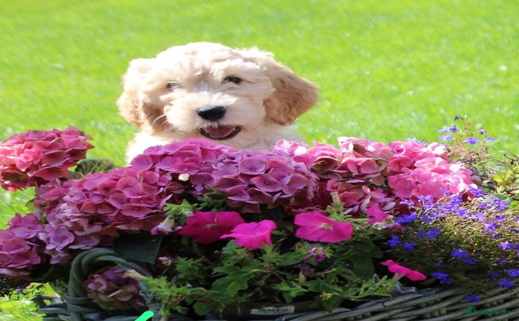 Barbet honden - Advertentie 1