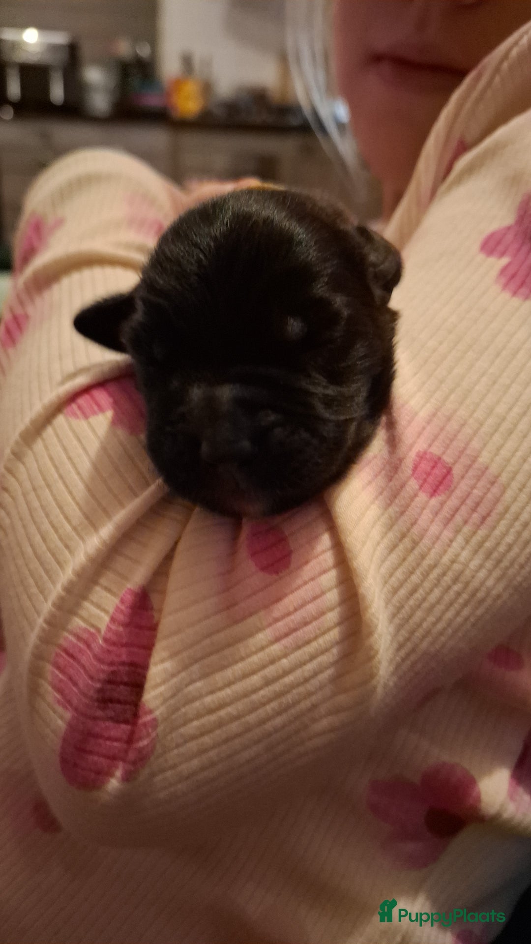 Kruising honden te koop: Boulab pups (Labrador/Berner Senner)  - Advertentie 9