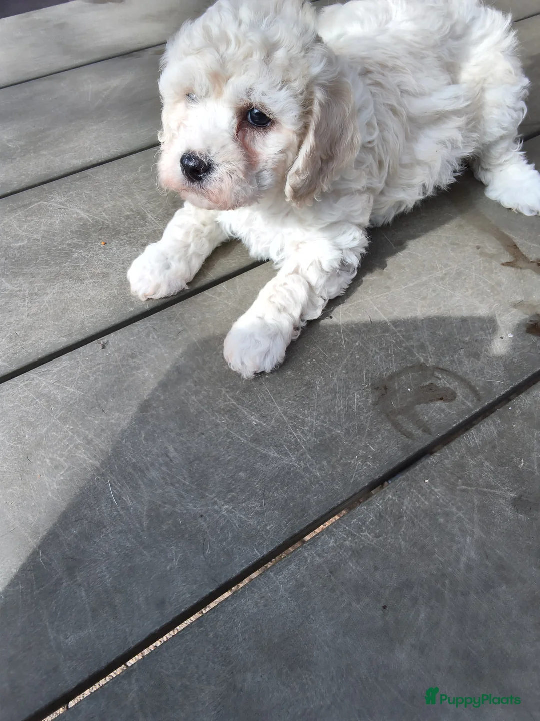 Maltipoo honden te koop: Pepper zoekt een leuk baasje - Advertentie 9