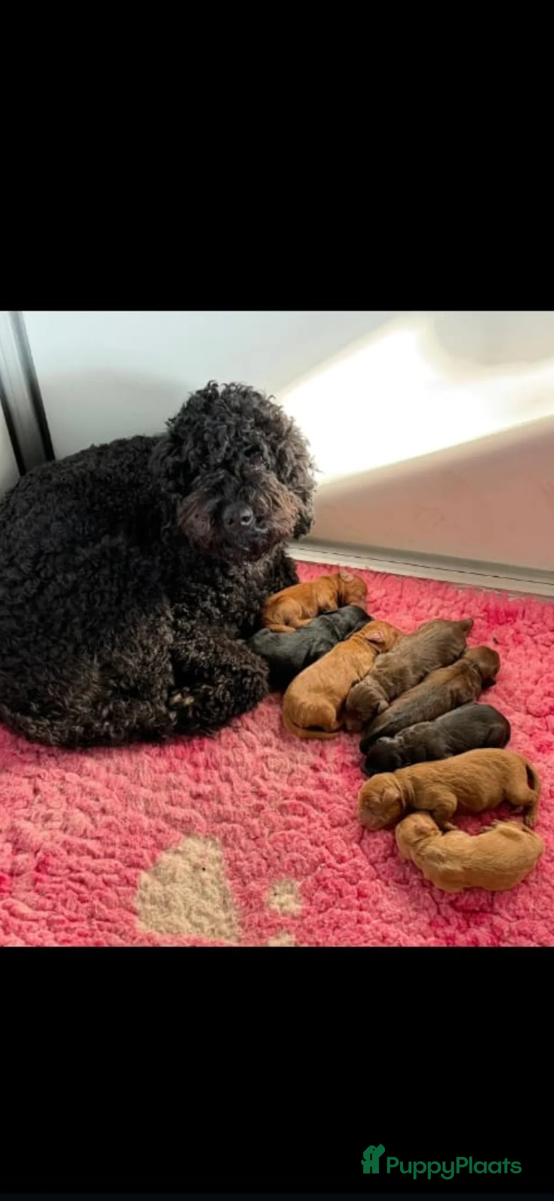 Labradoodle honden ter dekking: Dekreu labradoodle X Goldendoodle - Advertentie 8