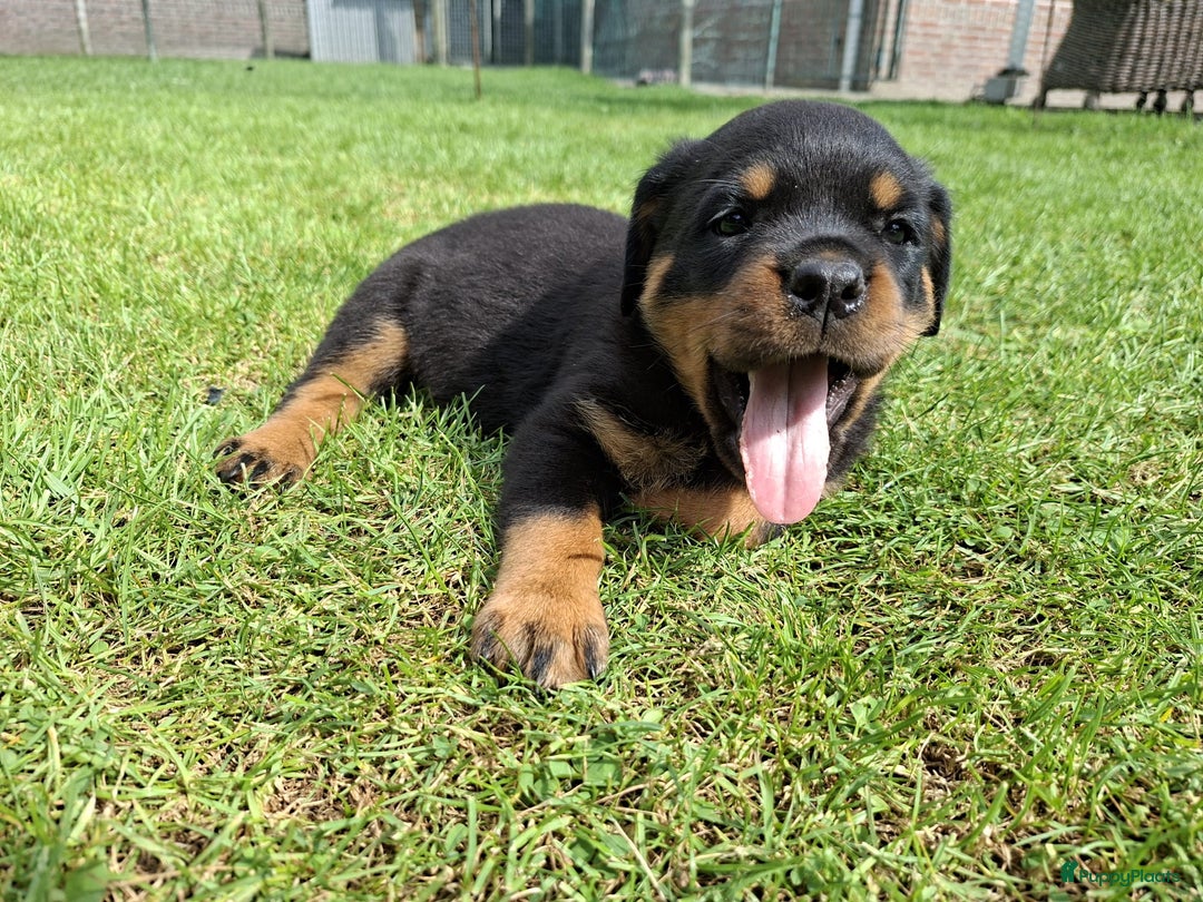 Rottweiler honden te koop: Raszuivere rottweiler pups te koop  - Afbeelding 11