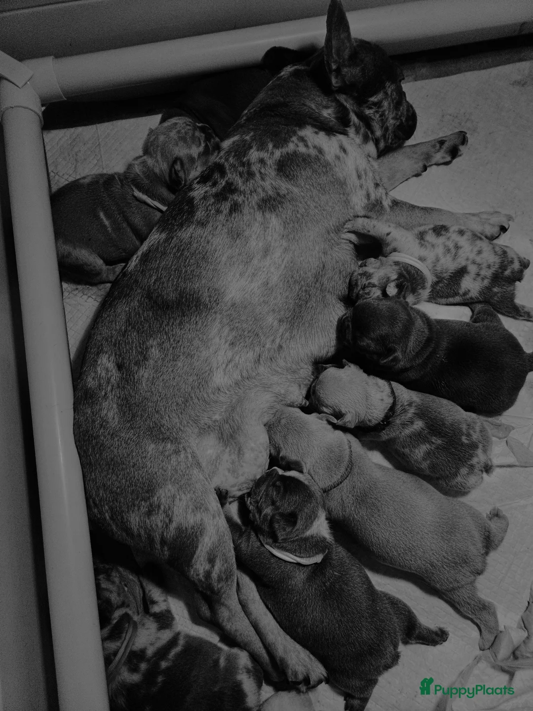 Franse Bulldog honden te koop: Franse bulldog pupjes - Advertentie 31