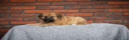 Kruising honden te koop: Gave Toller x Oud Duitse herder pups - Advertentie 4