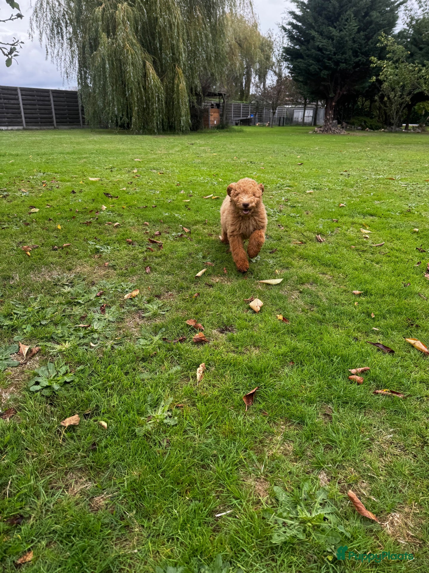 Labradoodle honden Enthousiaste Labradoodle reu - Advertentie 2