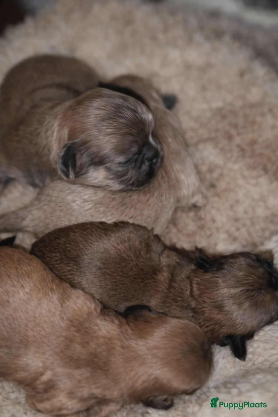 Shih Tzu honden te koop: Prachtig gekleurde Shih tzu pups - Advertentie 2