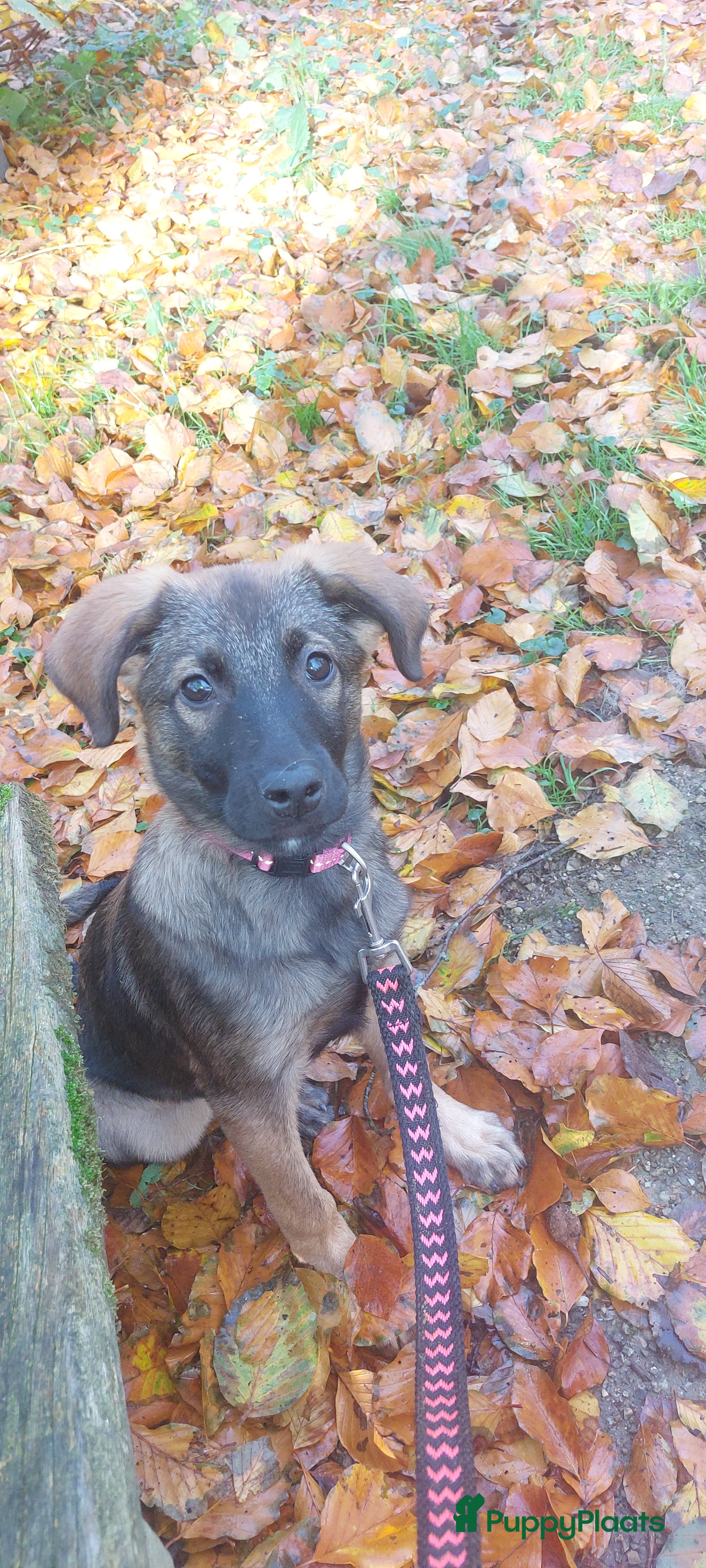 Kruising honden Lieve mechelse herder pup - Advertentie 8