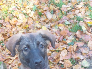 Kruising honden Lieve mechelse herder pup - Advertentie 2