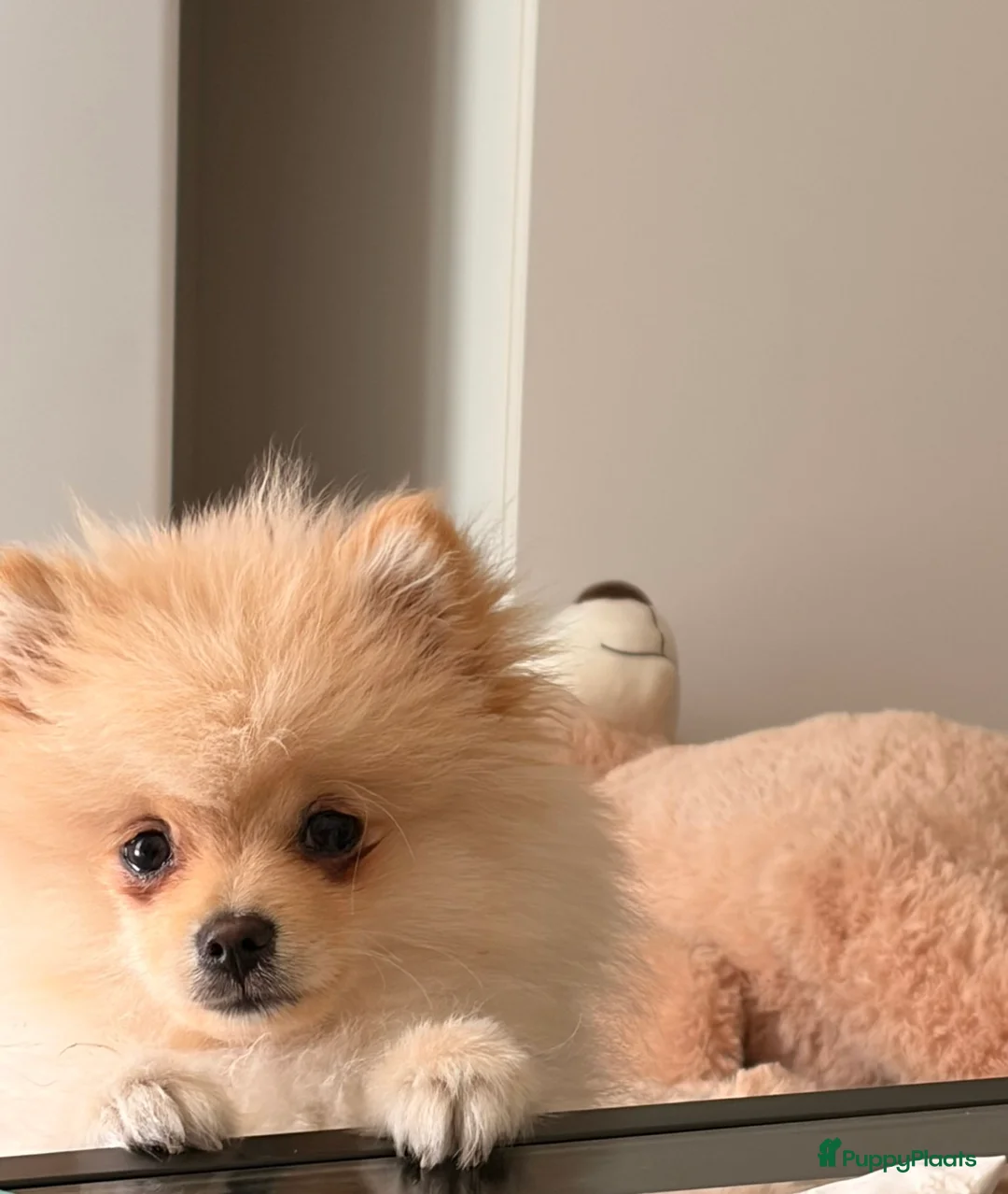 Pomeriaan honden te koop: Pomeriaan Reu in Zoeterwoude - Advertentie 2