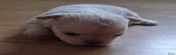Chihuahua honden te koop: Mooi langharig chihuhmahua teefje - Advertentie 3