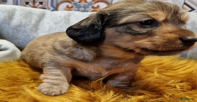 Teckel (korthaar)  honden - Advertentie 11