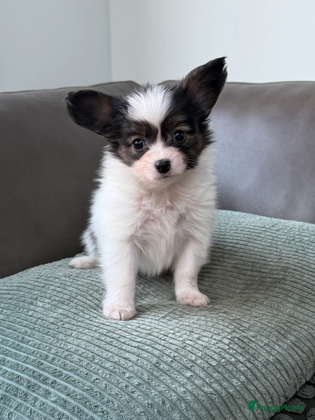 Vlinderhondje honden te koop: Raszuivere Papillon pups - Advertentie 6