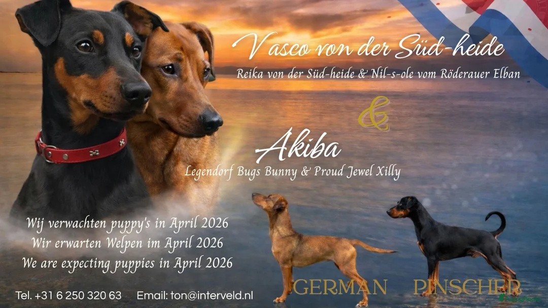 Duitse Pinscher honden te koop: Huiselijke omgeving  in Heusden Gem Asten - Advertentie 1