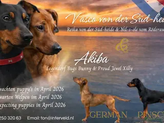 Duitse Pinscher honden Huiselijke omgeving - Advertentie 1